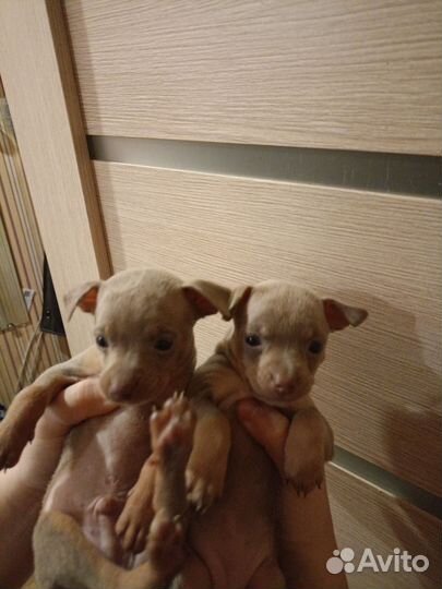 Щенки русский той-терьер