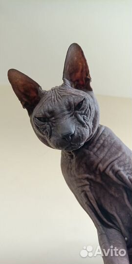 Донской сфинкс вязка