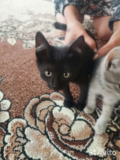 Котята в дар бесплатно