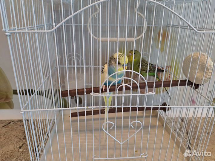 Волнистый попугай с клеткой