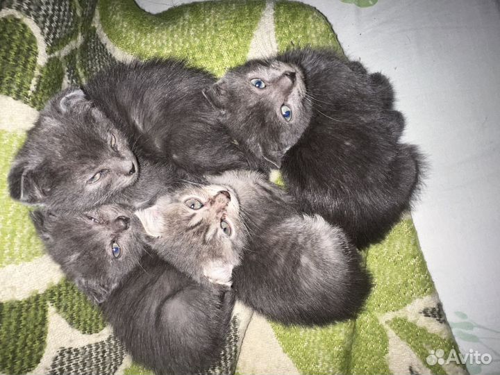 Кошка в дар бесплатно