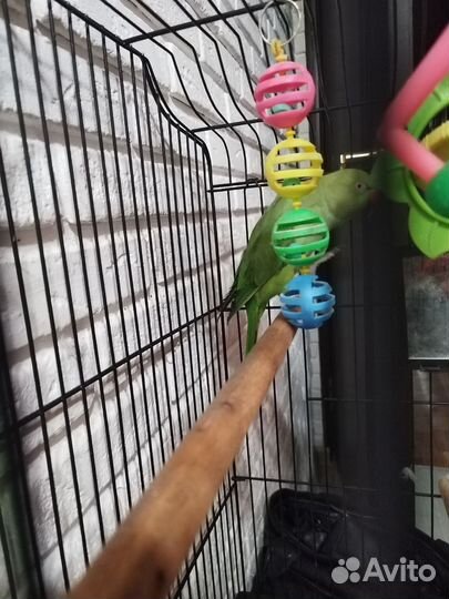 Ожереловый попугай