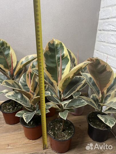 Фикус эластика тинеке комнатные цветы