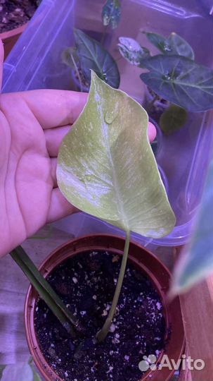 Монстера тайское созвездие