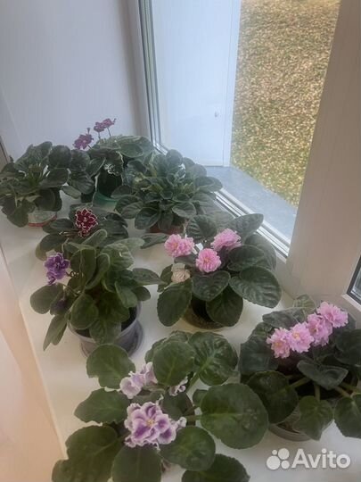 Комнатные цветы