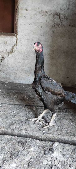 Бойцовая курица