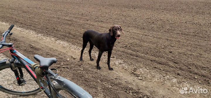 Курцхаар вязка