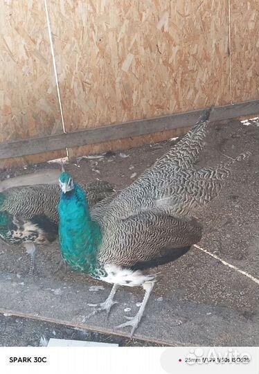 Павлины и перепела