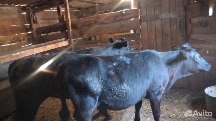 Бычки телки