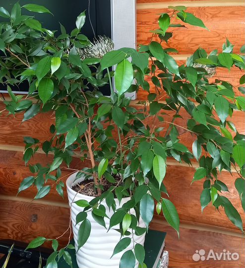 Фикус бенджамина карликовый