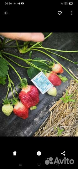 Рассада клубники