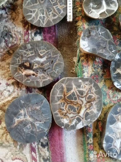 Снптарии. Аммониты. Пирит. Жеоды. Окаменелости