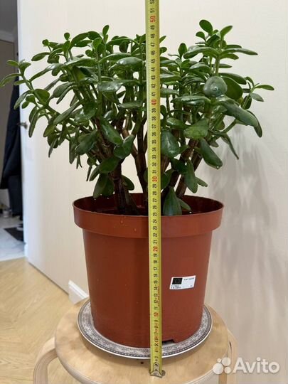 Crassula, Крассула, Денежное дерево