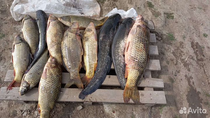 Рыбалка, охота в Астрахани на лодке