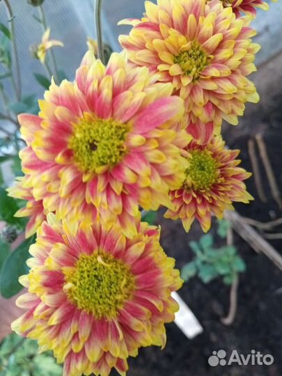 Корейские хризантемы