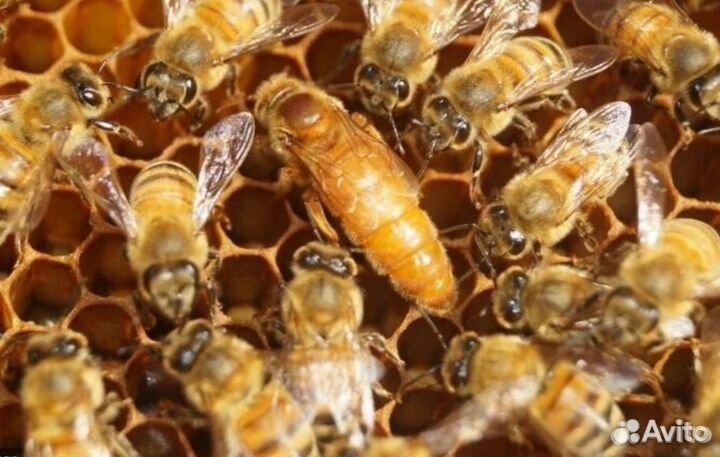 Пчеломатки карника, карпатка