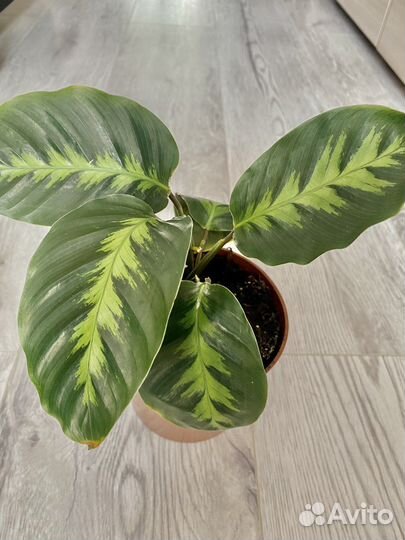 Калатея Луиза