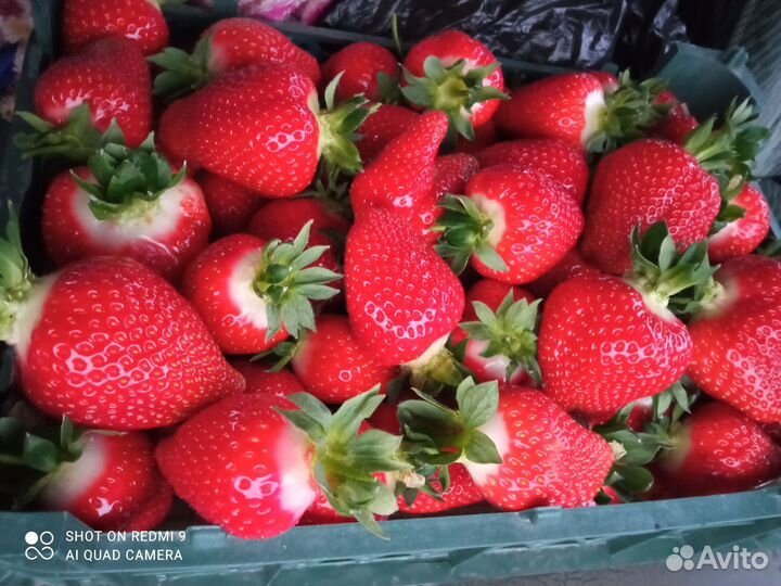 Рассада клубники азия, копанка