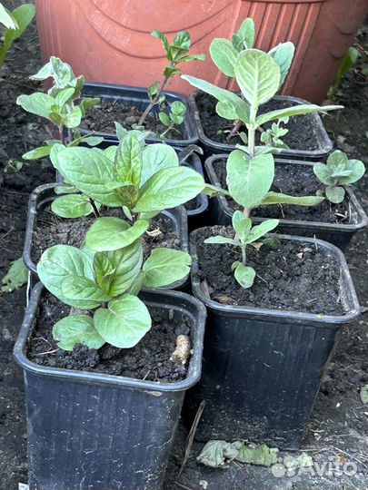 Мята, разные сорта