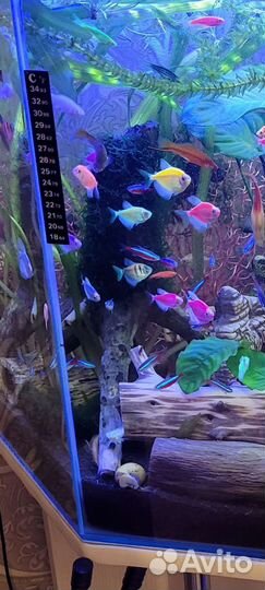 Волшебный пень 30 см