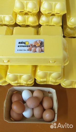 Домашние куриные яйца