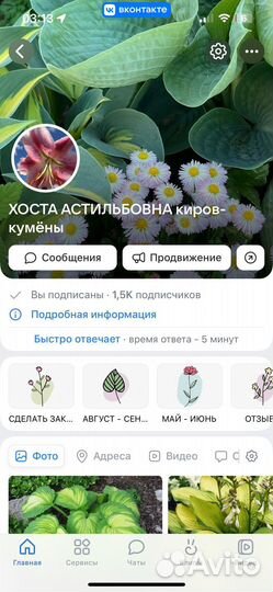 Флоксы 26 разных