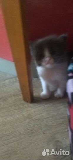 Котики бесплатно в добрые руки