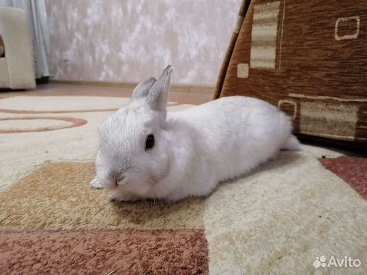 Декоративный кролик на вязку