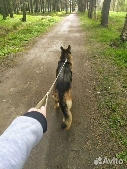 Выгул собак/догситтер