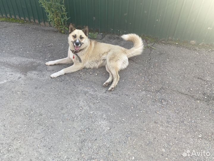 Помесь овчарки