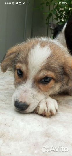 Щенки самые лучшие