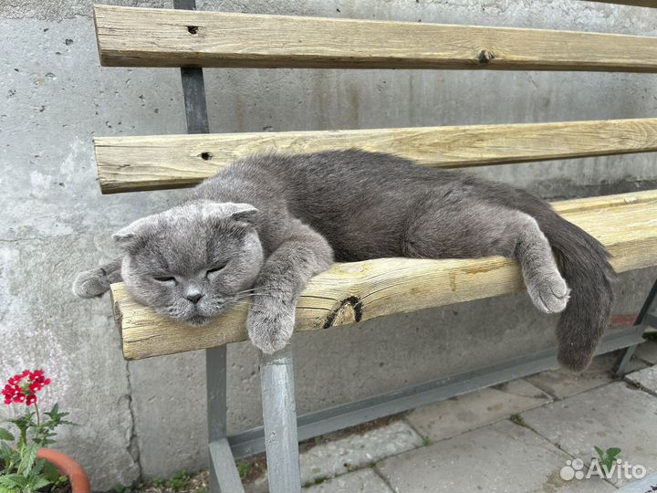 Котенок
