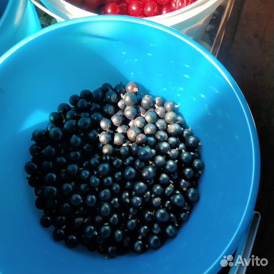 Черная смородина