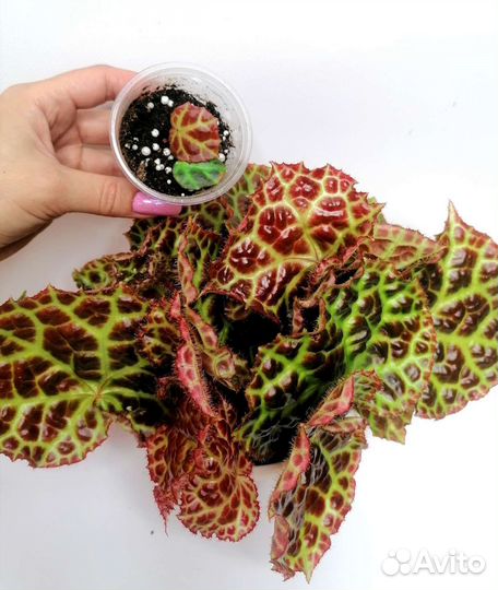 Бегония Rajah