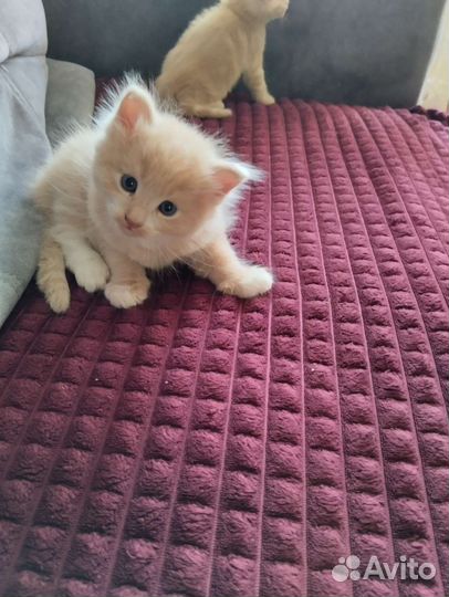 Котята в добрые руки бесплатно коты