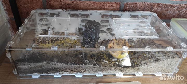 Муравьи messor, camponotus