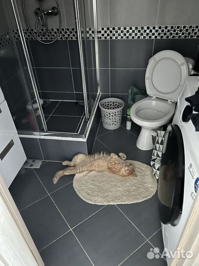 Отдам кота в добрые руки