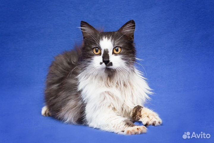 Шикарный Маркиз в хорошие руки