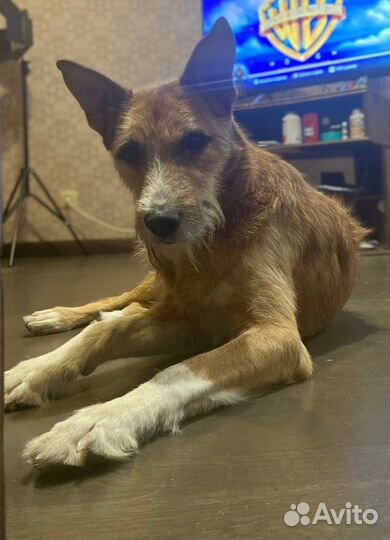 Собака в добрые руки