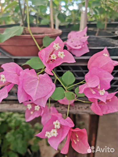 Бугенвиллия