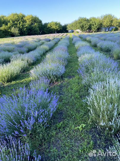 Подарочный набор с лавандой