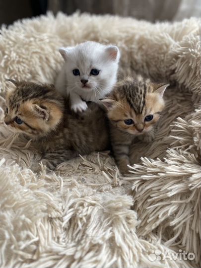 Шотландские котята