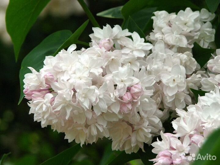 Сирень обыкновенная красавица Высота от 50см