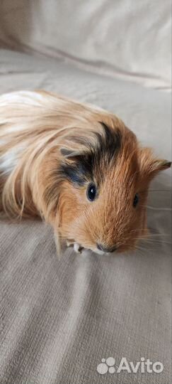 Морская свинка с клеткой