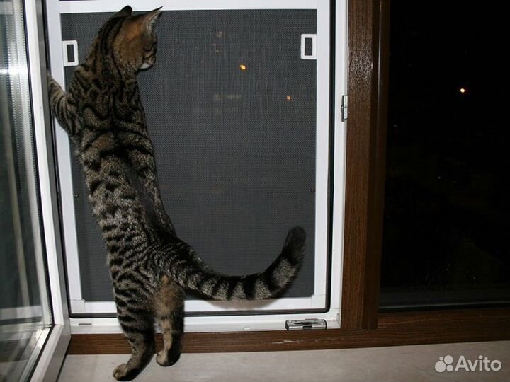 Москитные сетки антикошка