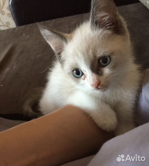 Кошка в дар