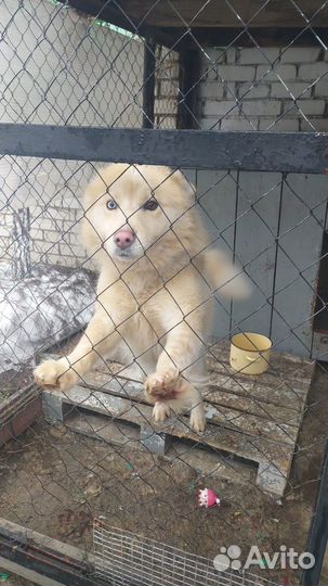 Красавец хаски ищет любящую семью