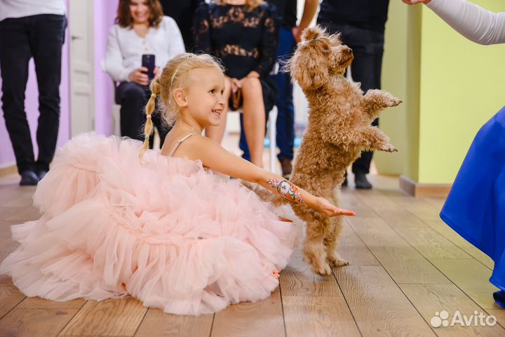 Собака для фотосессии