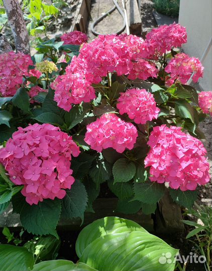 Гортензия крупнолистная Сибилла