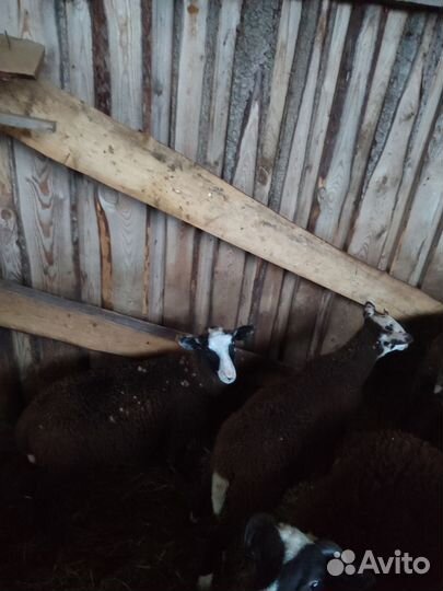 Бараны ягнята